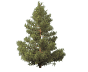 fir tree png transparent 2468
