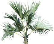 palm tree png image 2487