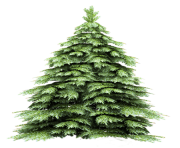 fir tree png transparent 2475