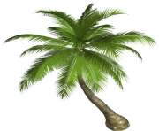 palm tree png image 2500