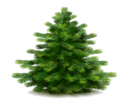 fir tree png transparent 2480