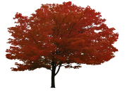 red tree png  image