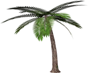palm tree png image 2491