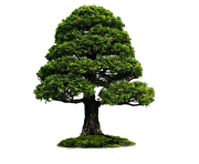 tree png 3495
