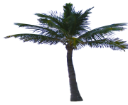 palm tree png image 2501