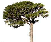 fir tree png transparent 2478