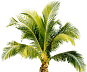 palm tree png image 2494