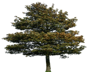 tree png 1380909751