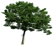 tree png 1380909809