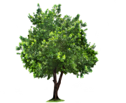 tree png 1380909746
