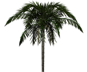 palm tree png image 2503
