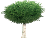 tree png 1380909507