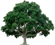 tree png 212