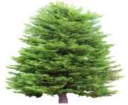 fir tree png transparent 2472
