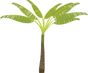 palm tree png image 2488