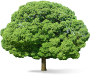 tree png 3470