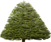 fir tree png transparent 2474