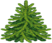 fir tree png transparent 2482