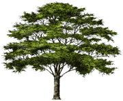 tree png 1380909977