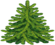 fir tree png transparent 3724