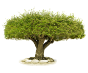 tree png 218