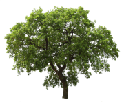 tree png 3498