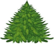 fir tree png transparent 2511