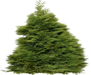 fir tree png transparent 3688