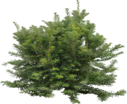 fir tree png transparent 3690