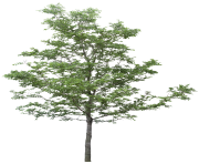 tree png 3472