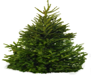 fir tree png transparent 2512