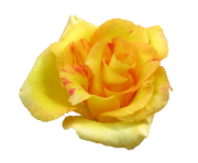Yellow Rose Flowers Png Pic