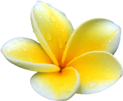 Plumeria Flowers Png Picture