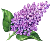 Lilac Flowers Png Pic