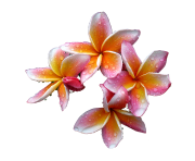 Plumeria Flowers Png Free Download