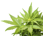 cannabis weed marijuana leaf png