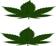 cannabis leaf png leaves for pasties hi