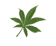 marijuana leaf cannabis hd png