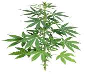 cannabis pot leaf png