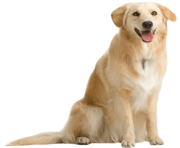 8 dog png image picture download dogs