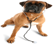 18 dog png image