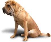 55 dog png image picture download dogs