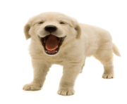 60 dog png image picture download dogs