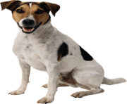 24 dog png image picture download dogs