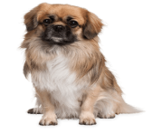 48 small puppy png image picture download dogs