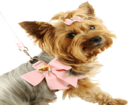 22 dog png image picture download dogs
