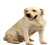44 small puppy png image picture download dogs