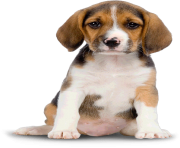 31 dog png image picture download dogs