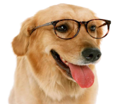 funny dog with glass png