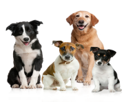 cute dog family png